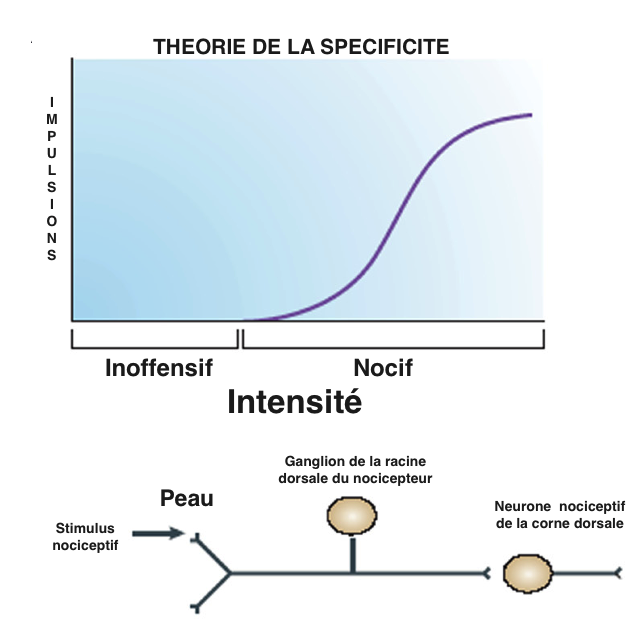 theorie-specificite